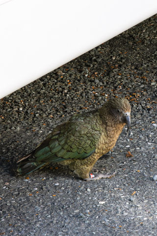 Nahaufnahme eines neugierigen Keas mit grünem Gefieder nahe einem Wohnmobil im Fiordland Nationalpark