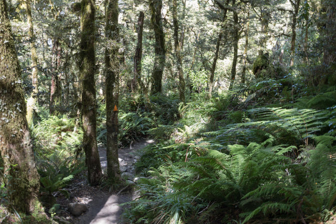 Schmaler Lake Marian Track führt durch üppige Farne und moosbewachsenen Regenwald im Fiordland Nationalpark.