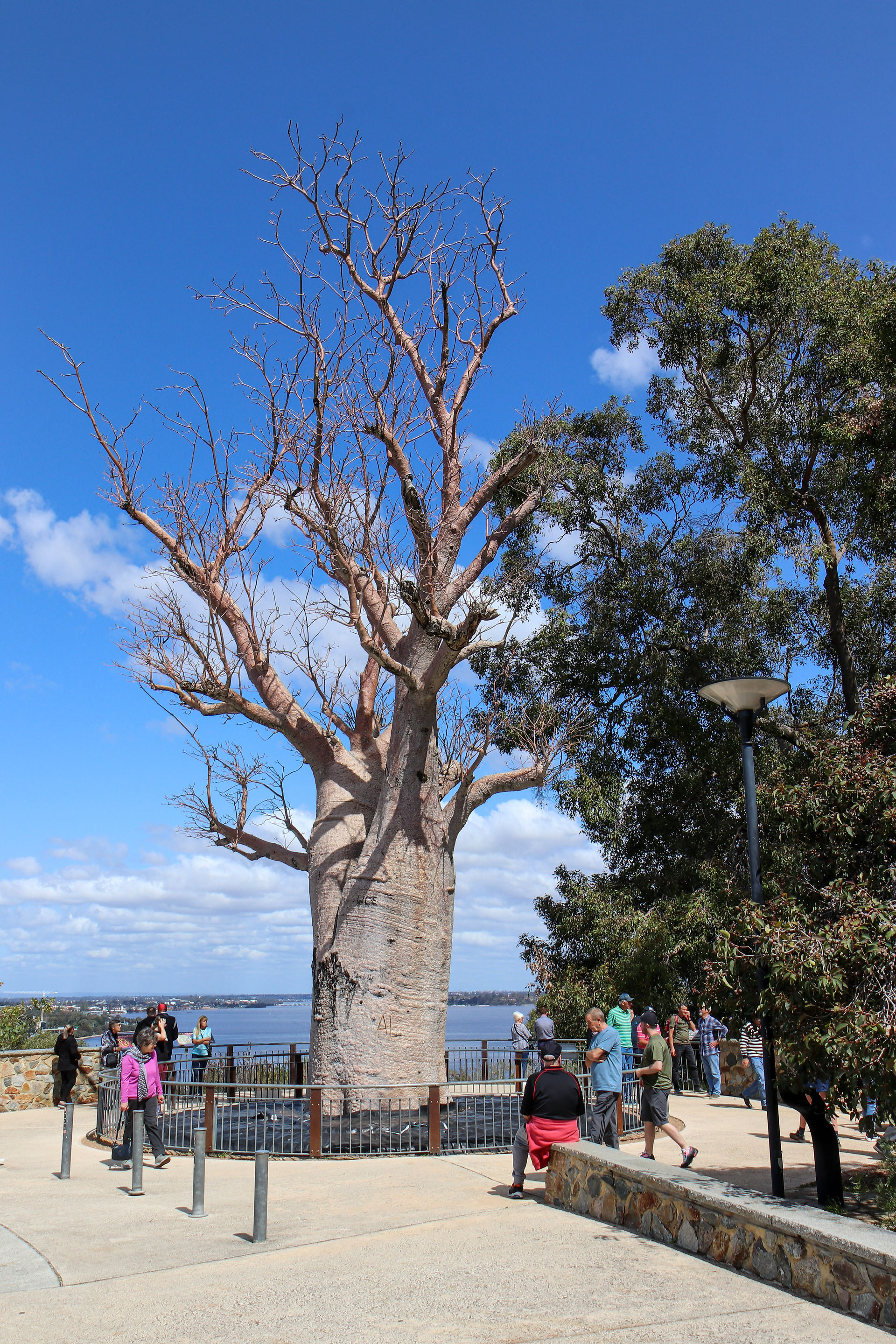 Ein 700 Jahre alter Baobab