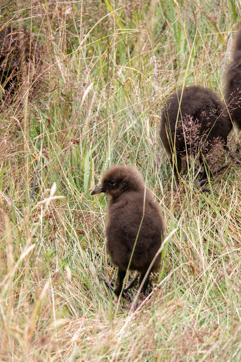 Junge flauschige Weka im hohen Gras auf dem Cascade Creek Campsite im Fiordland National Park.