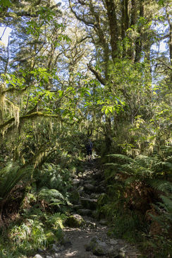 Steiler felsiger Wanderweg durch moosbewachsenen Regenwald auf dem Lake Marian Track im Fiordland Nationalpark.