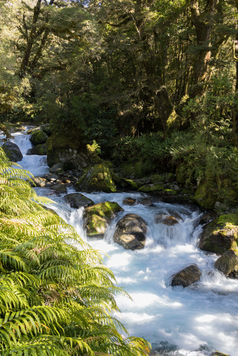 Rauschender Gebirgsbach zwischen Farnen und moosigen Felsen am Lake Marian Track im Fiordland Nationalpark.