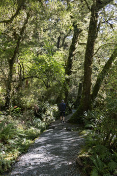 Wanderweg durch dichten moosbewachsenen Regenwald auf dem Lake Marian Track im Fiordland Nationalpark.