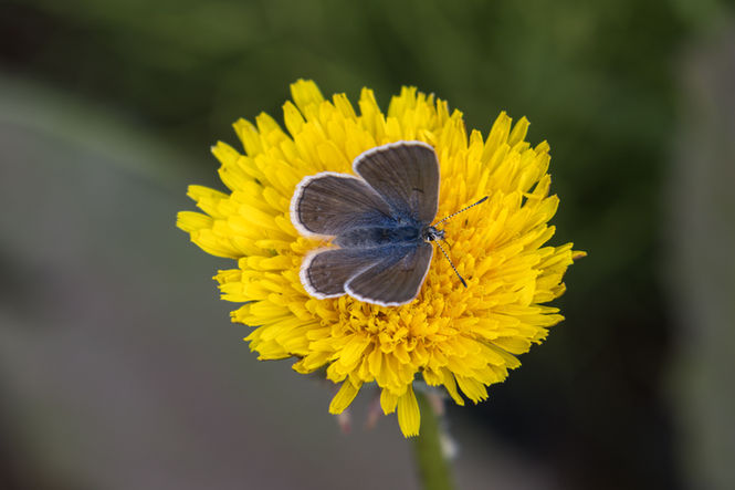 Schmetterling auf gelber Blüte in einer alpinen Wiese in den Bergen von Sun Peaks.