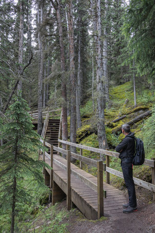 Holzsteg und Treppen führen durch dichten Nadelwald entlang des Wilcox Pass Trails nahe des Icefields Parkway.