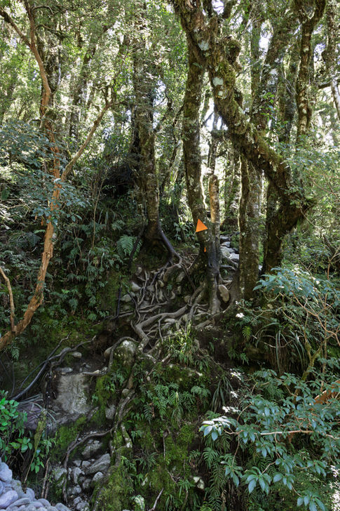 Steiler, felsiger Lake Marian Track mit Baumwurzeln und dichter Vegetation im Fiordland Nationalpark.
