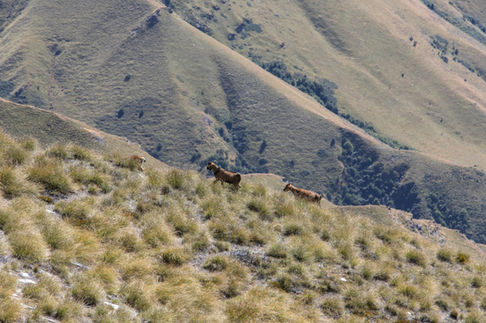 Wilde Ziegen an einem steilen Berghang entlang des Ben Lomond Track oberhalb von Queenstown in Neuseeland