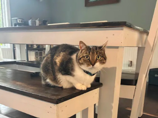 Tabby cat with white chest crouches on a black bench under a white table in a bright home interior, looking alert at the camera