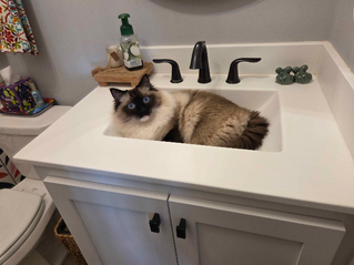 furry family cat during a maintenance clean