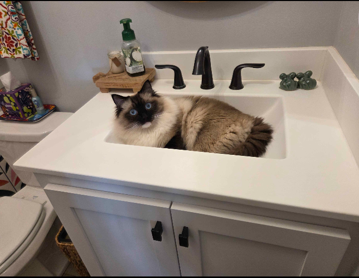 furry family member during a cleaning