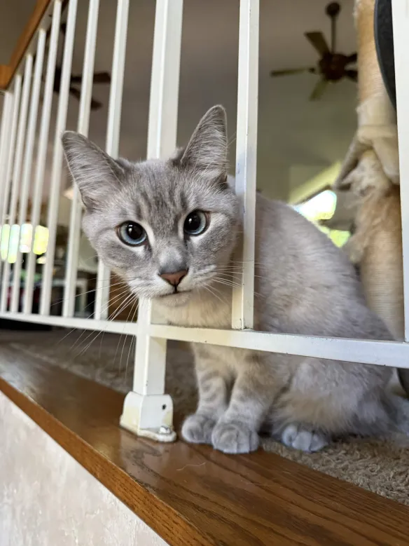 Gray cat with blue eyes peeks through white stair railing on a wooden indoor landing, alert and curious.