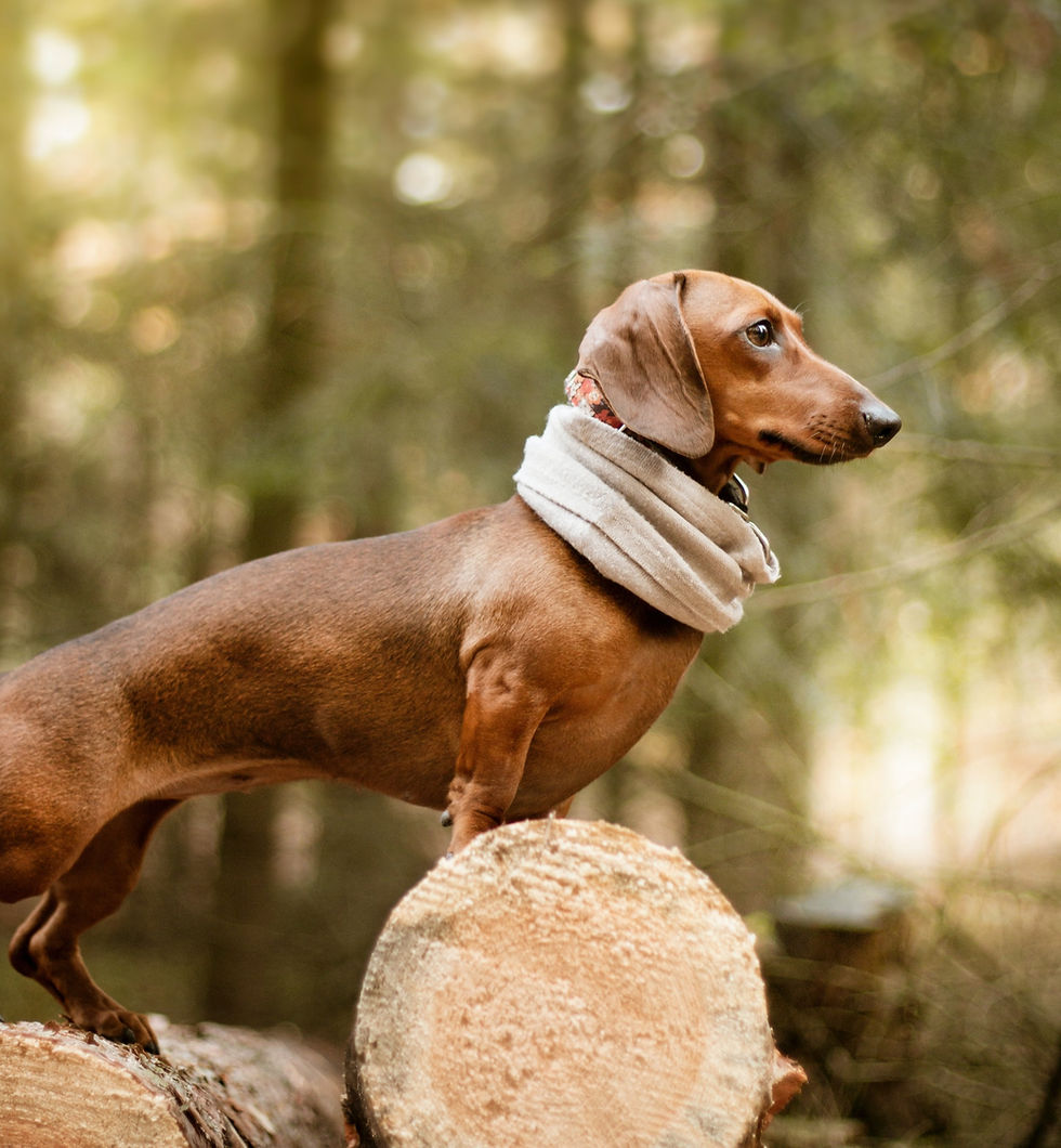 short dogs and urinary analysis
