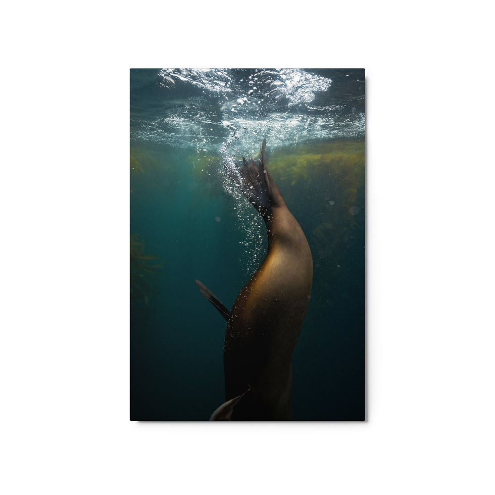 Thumbnail: Sea Lion Dive Metal print