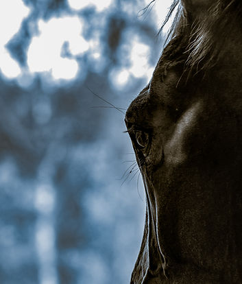 Close-up van paard Generaal