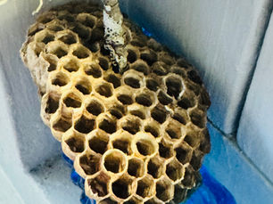 Wasp Nest Art