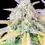 Miniatura: Afghan Kush Auto x3