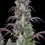 Miniatura: Lemon Pie Auto x3