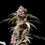 Miniatura: Amnesia Zkittlez Auto x3