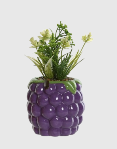 Planta maceta mora