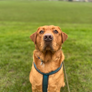 Milo - Fox Red Labrador 
