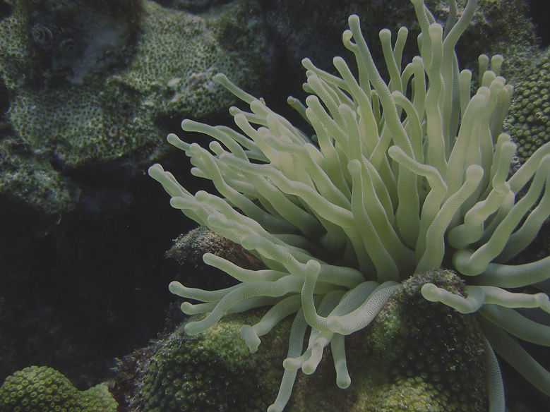 underwater-101373_1920_edited_edited.jpg