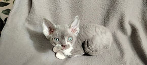 image000003001.jpg