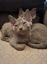 20250506_180454 (1).jpg