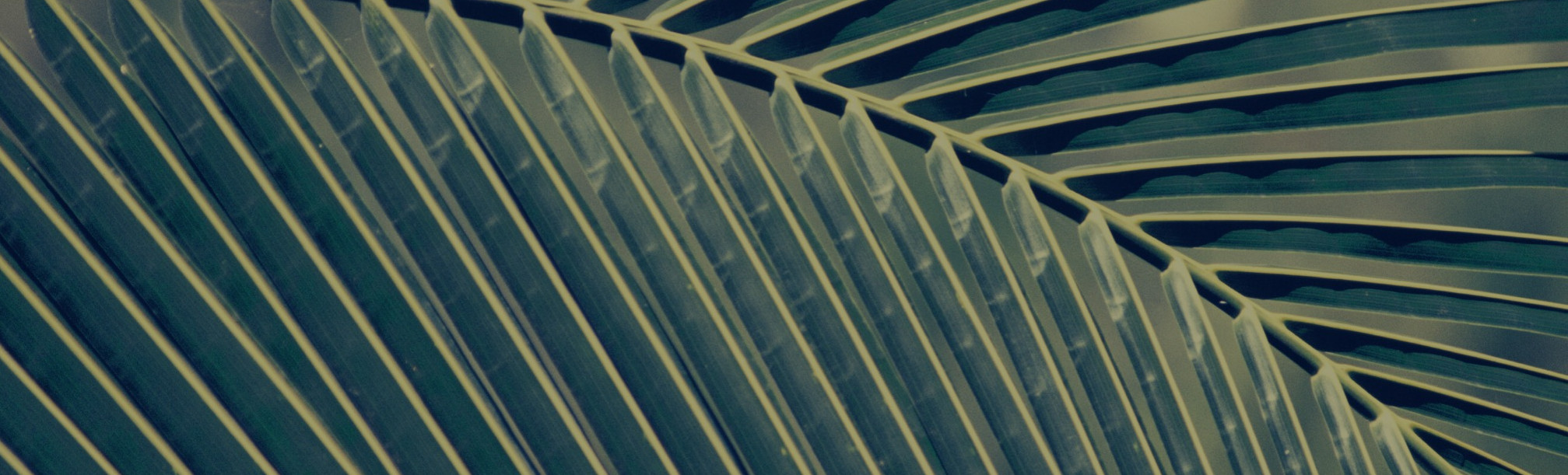 Palm frond-17_edited.jpg