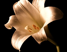 White Lily_edited_edited.jpg
