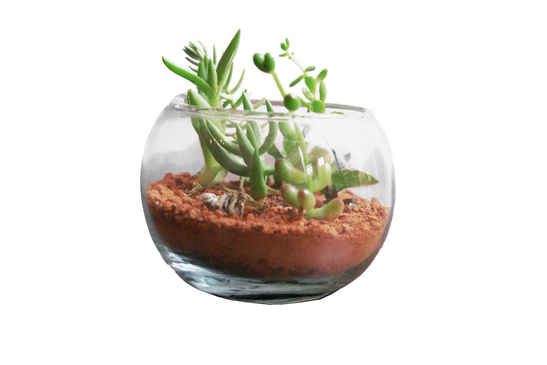 terrario