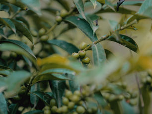 Preparation for next harvest is under way