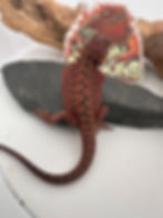 Thumbnail: Hold Back Male hypo  leather pos het trans ( 100% Red Monster) 