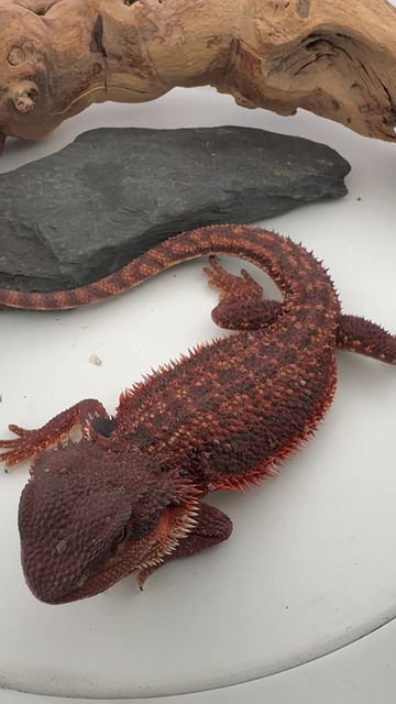 Thumbnail: Female dark dunner pos GS double het 100% Red Monster 