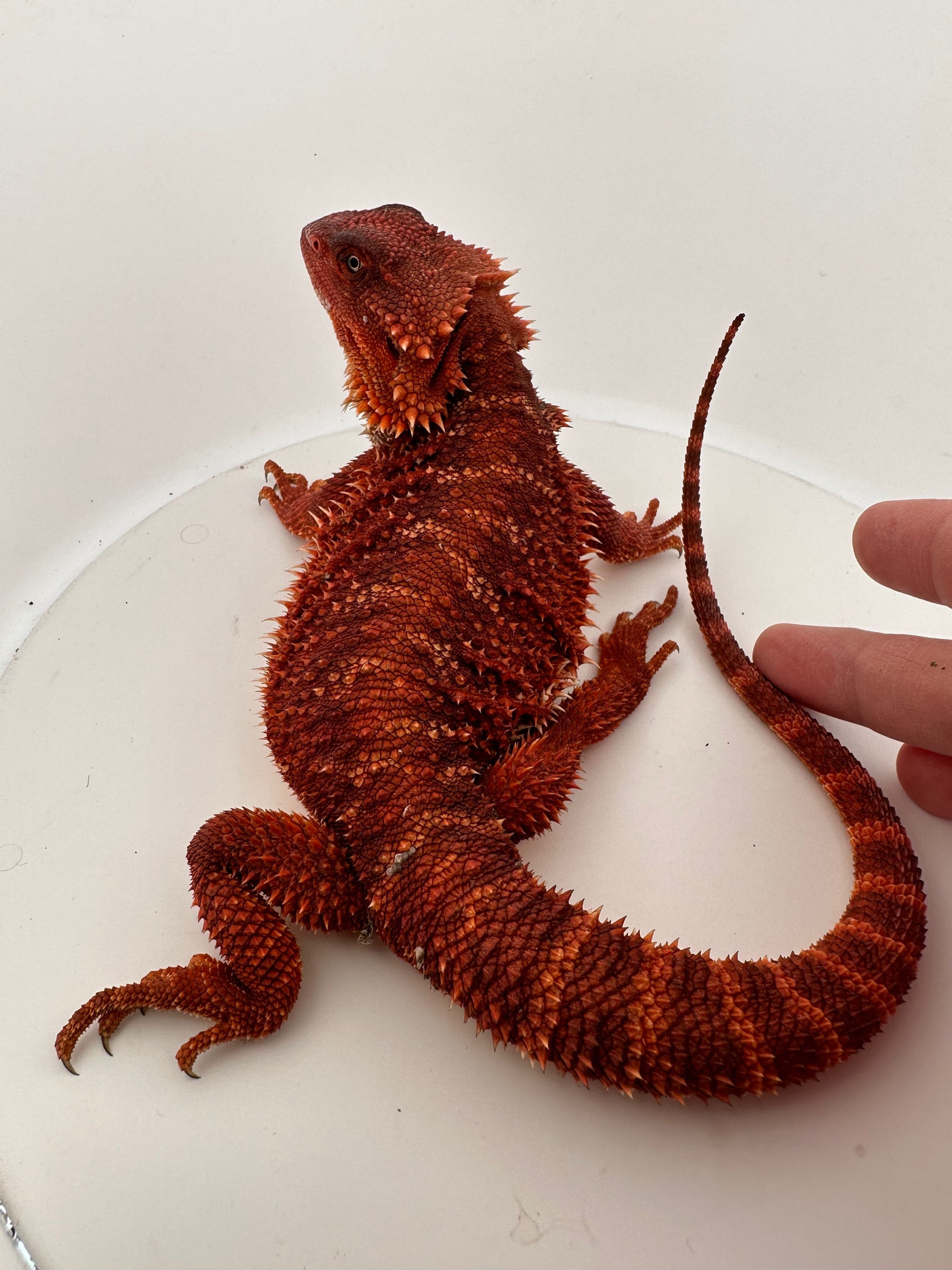 Male double het 100% Red Monster