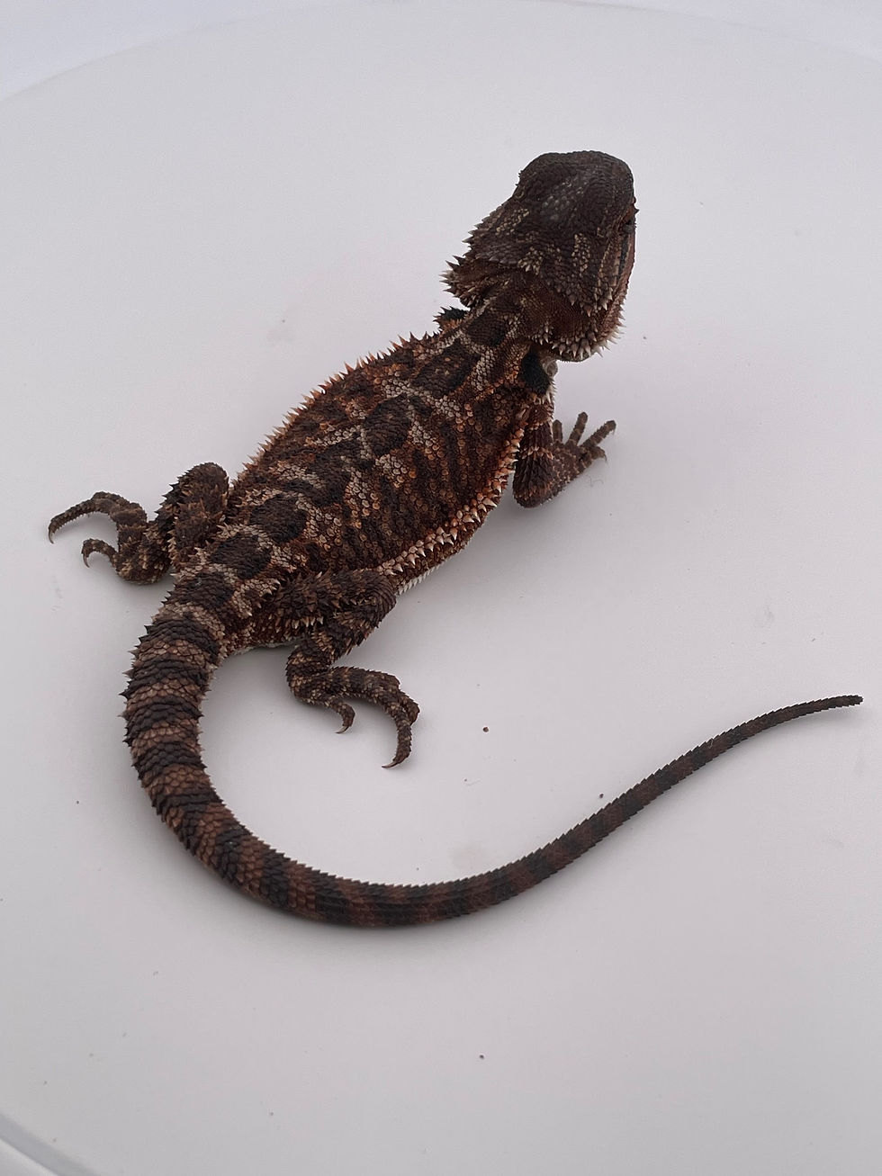 Thumbnail: Female Double Het 100% Red Monster