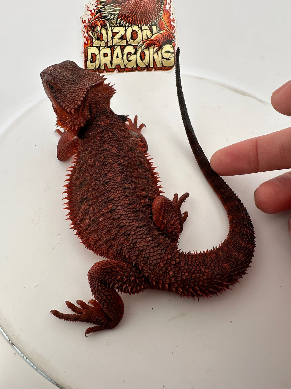 FemaleTrans het hypo (100% Red Monster) 