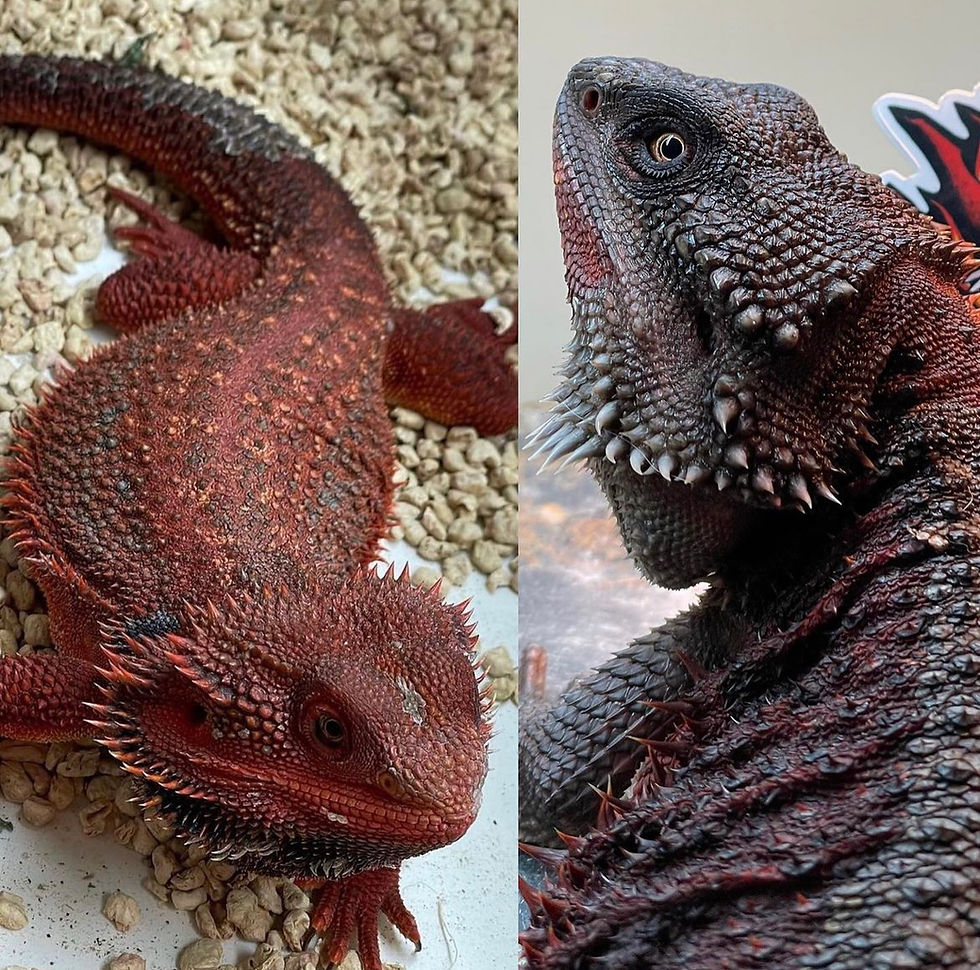 Grimmace Dunner GS (Double Het 100%RM) x Magma (Double Het 100%RM)