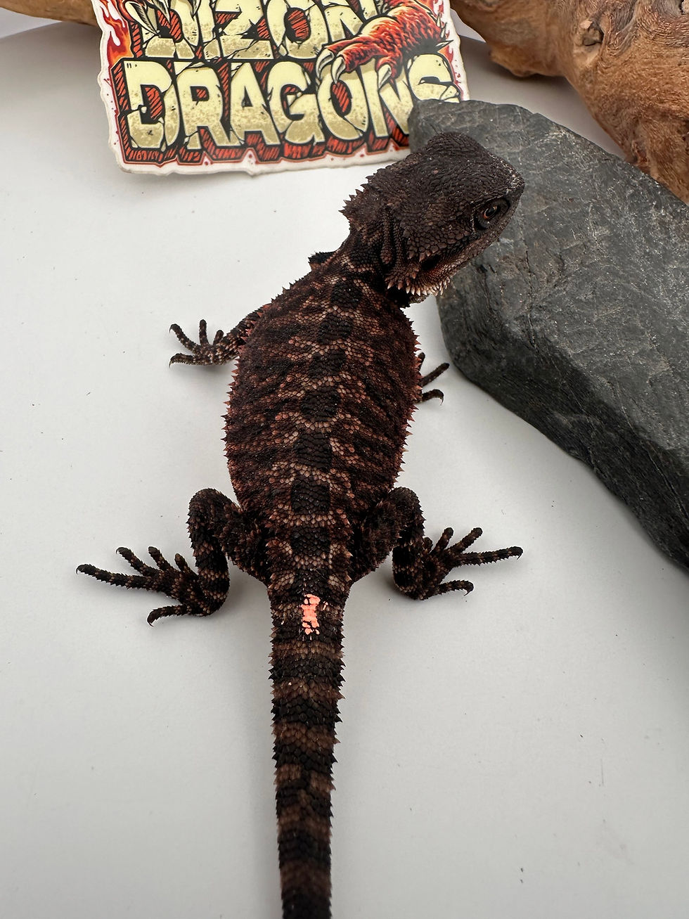 Thumbnail: Dark Female pos het/trans ( 100% Red Monster)