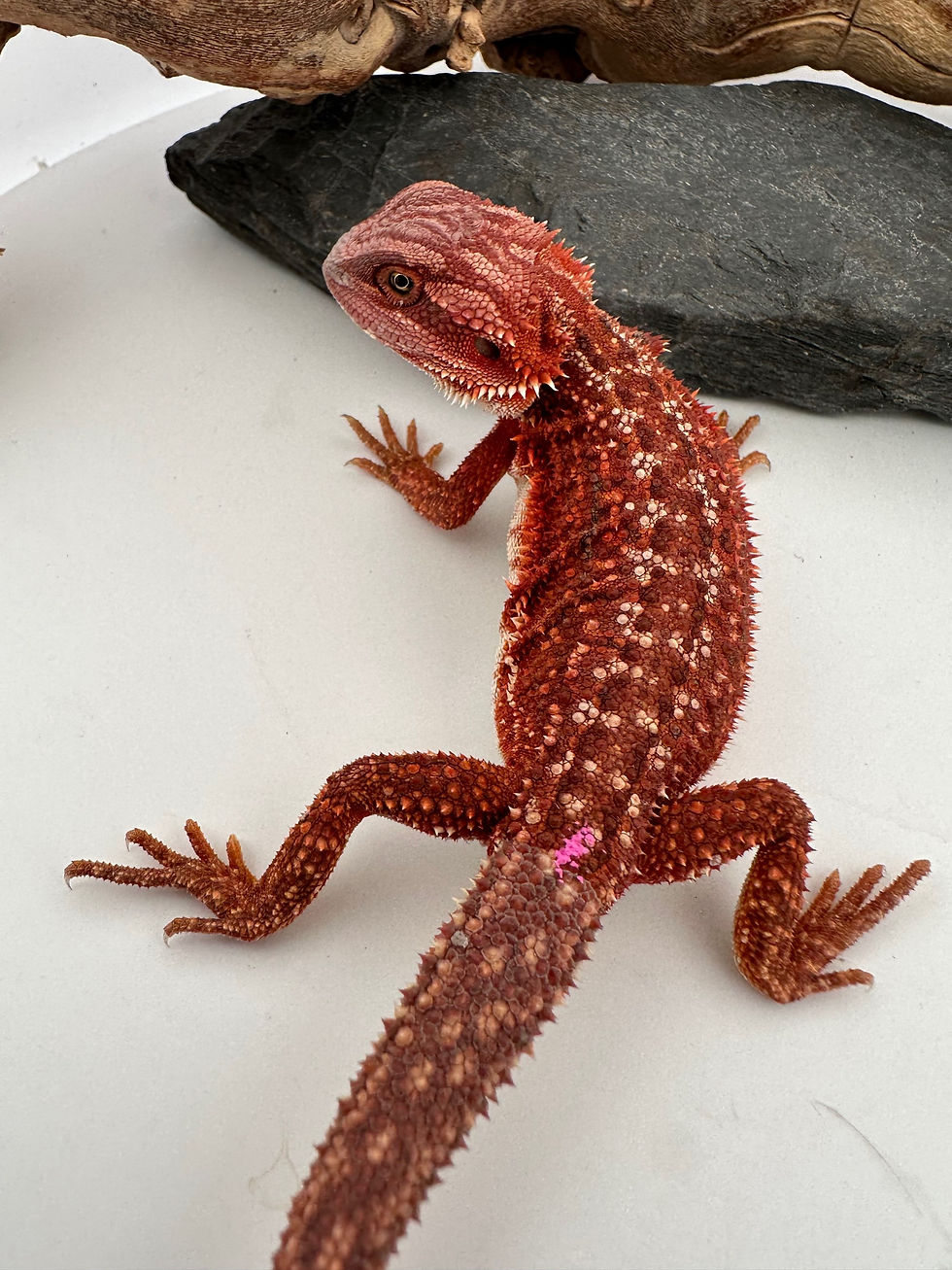Thumbnail: Female Dunner holdback Hypo het trans 100% Red Monster 