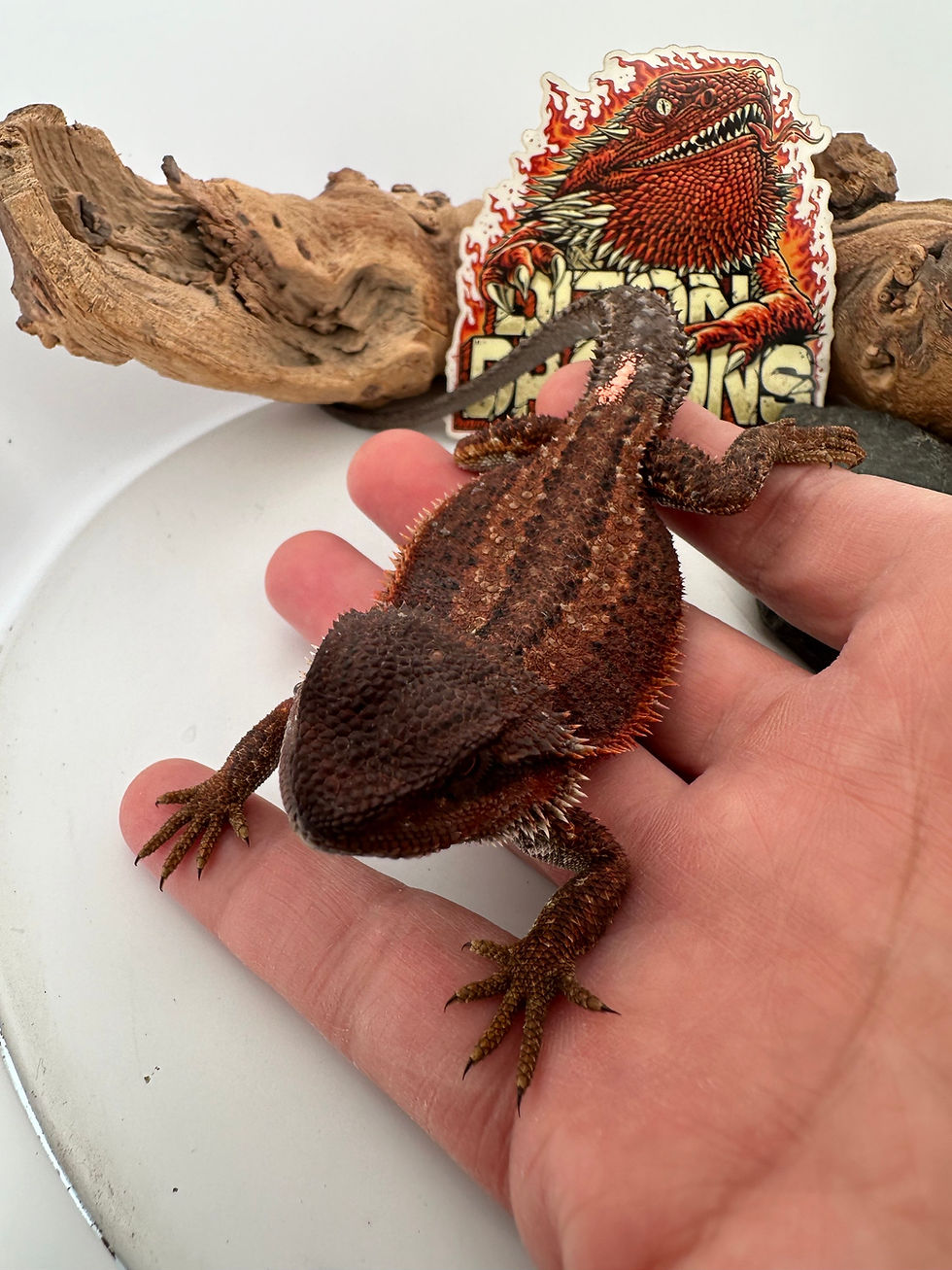 Thumbnail: Female Dunner GS  ( 100% Red Monster) 