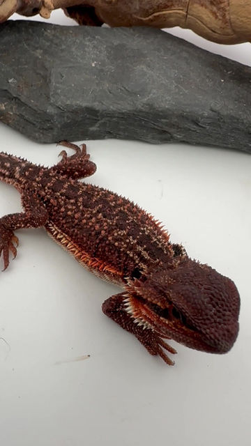 Thumbnail: Male Dark Dunner GS (100% Red Monster) 