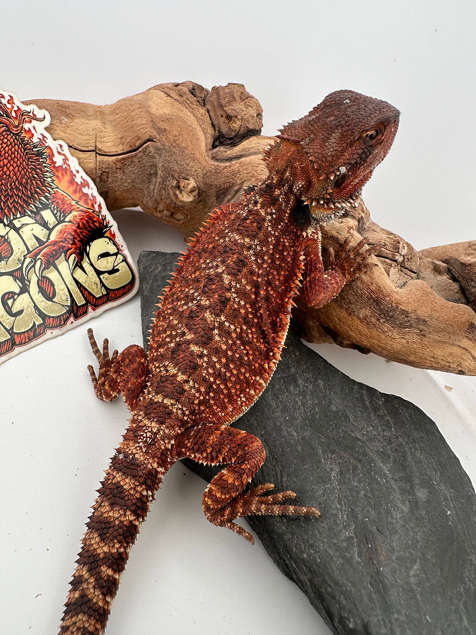 Thumbnail: Female pos het hypo/trans (100% Red Monster) 