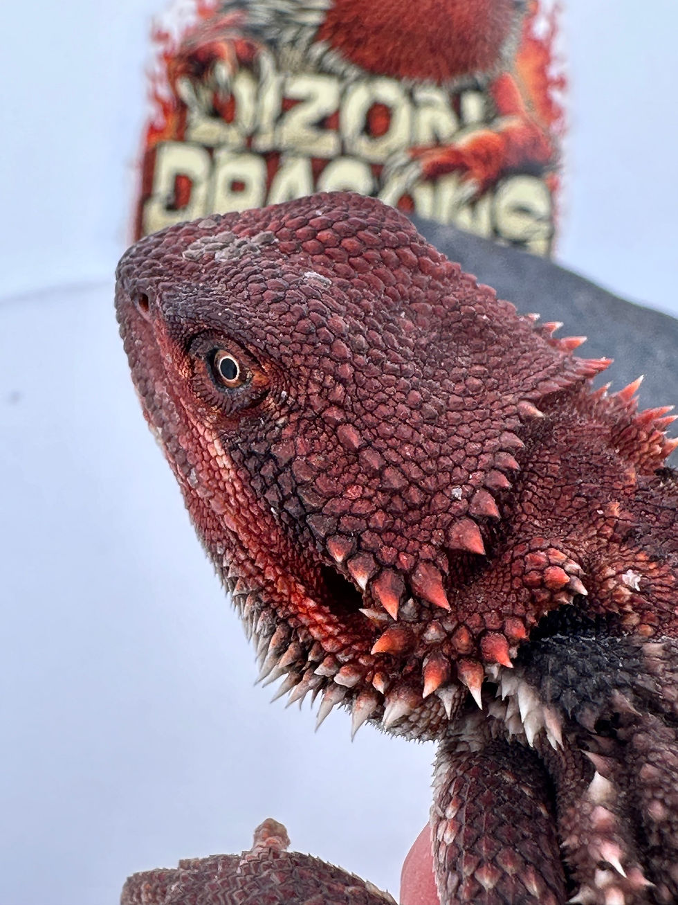 Thumbnail: Male Double het (100% Red Monster) 