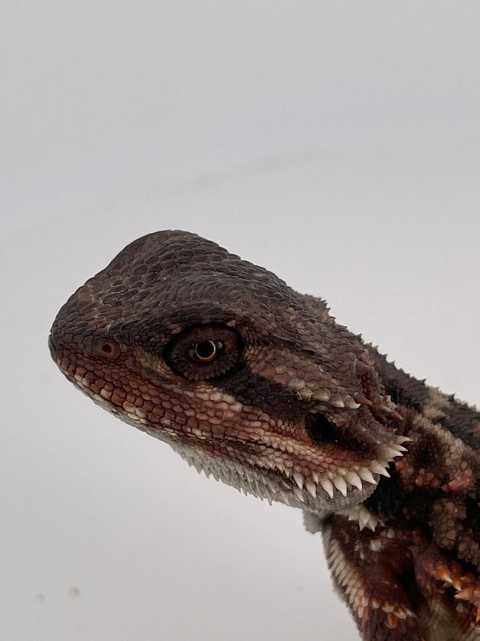 Thumbnail: Male Double het 100% Monster
