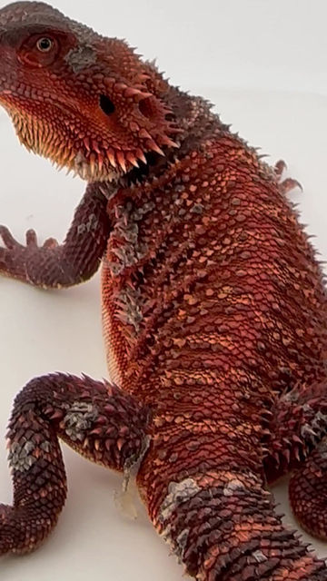 Thumbnail: Male double het  100% Red Monster