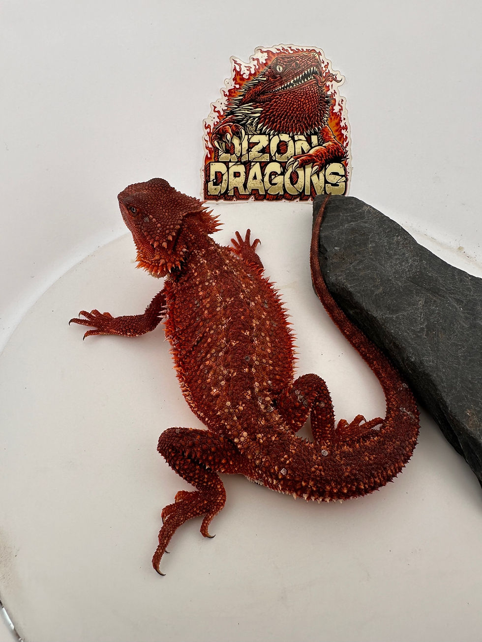 Thumbnail: Dark Dunner GS Male (100% Red Monster) 