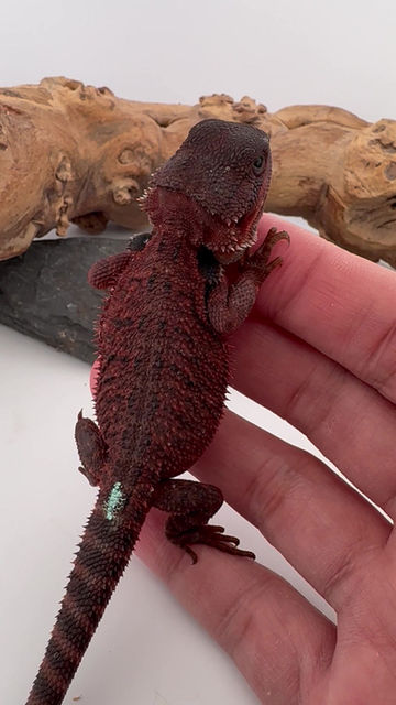 Thumbnail: Male Trans het hypo 100% Red Monster