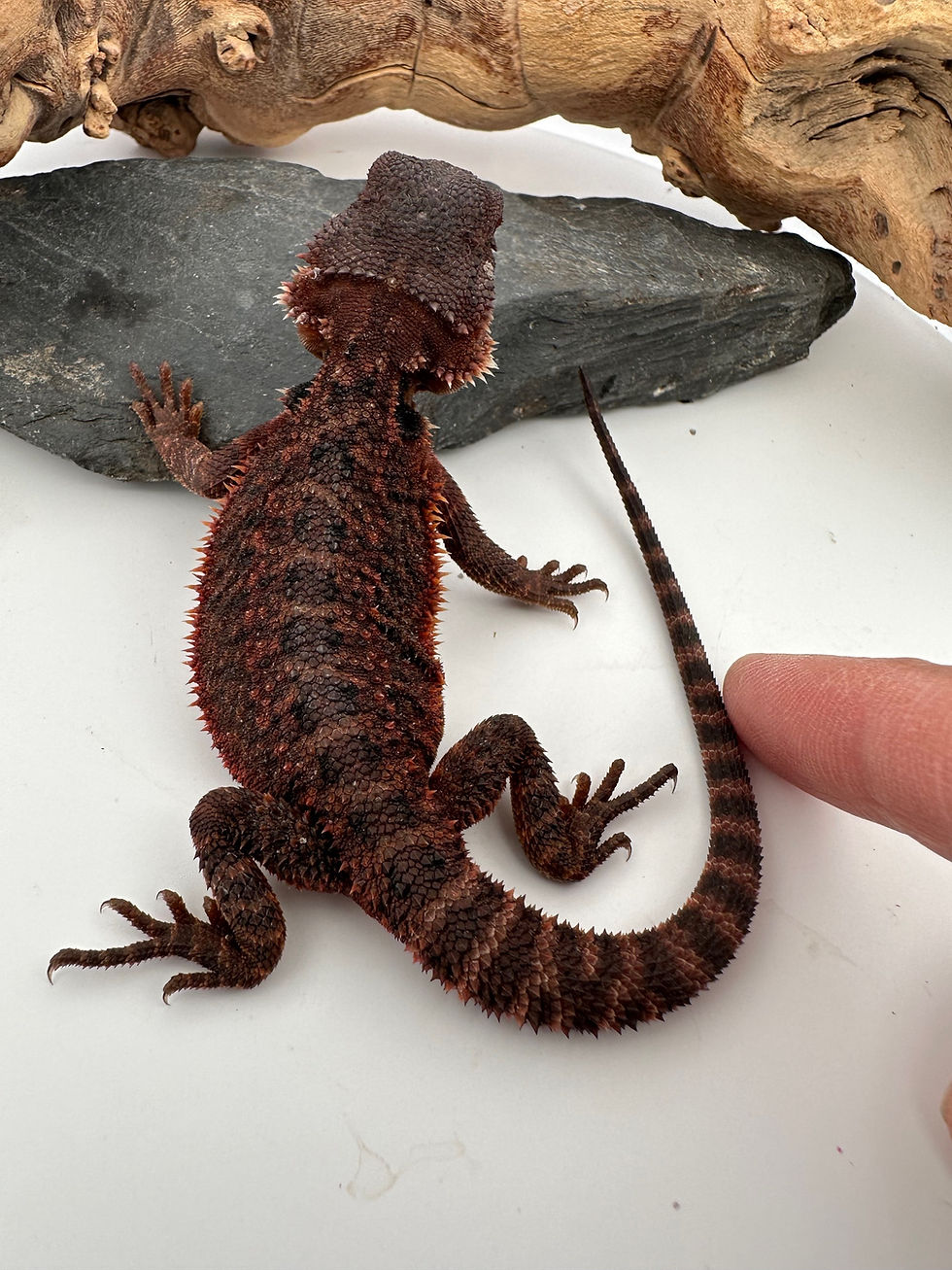 Thumbnail: Male DarkTrans het hypo 100% Red Monster a