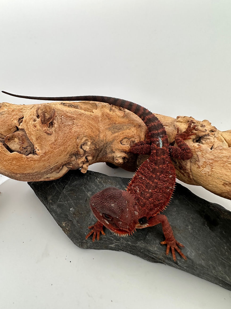 Thumbnail: Dark Trans Male  het hypo 100% Red Monster a