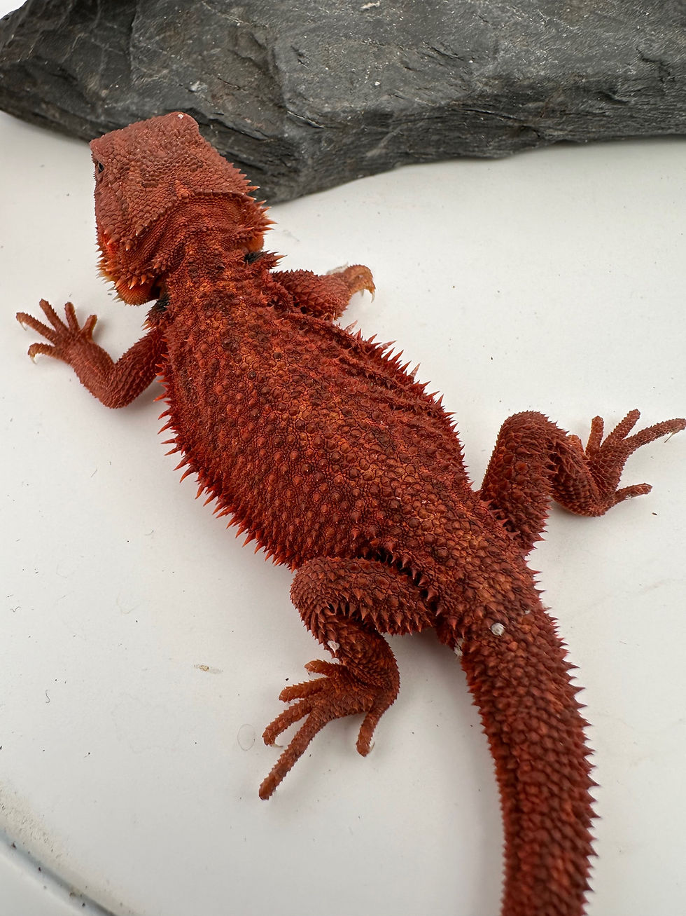 Thumbnail: Female HypoTrans Dunner pos GS(100% Red Monster) 